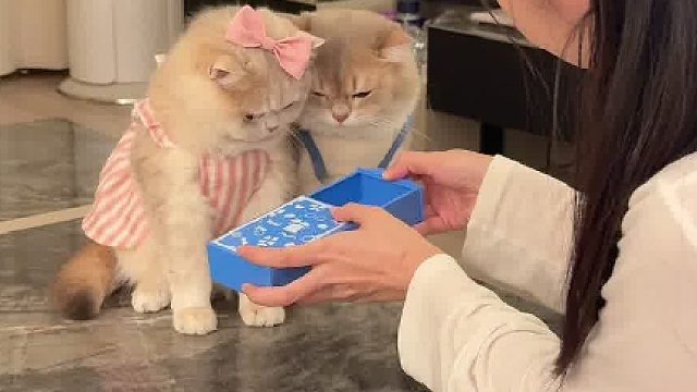 当我女朋友非要给小猫整魔术！