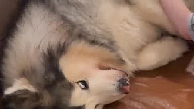 狗：老登忍你很久了…