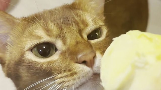 埃及农民暴打榴莲