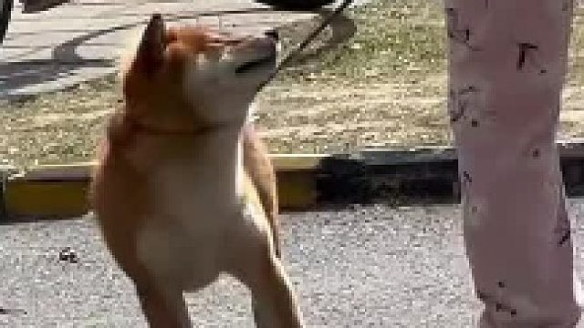 柴犬：马上给我联系日本大使馆！