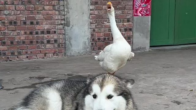 今天高低得把鹅给锁喉了