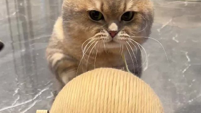 人、愿意倾听咪的复仇计划吗