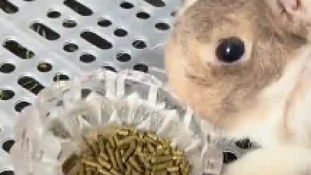 兔子：你他妈自己尝尝这好吃吗