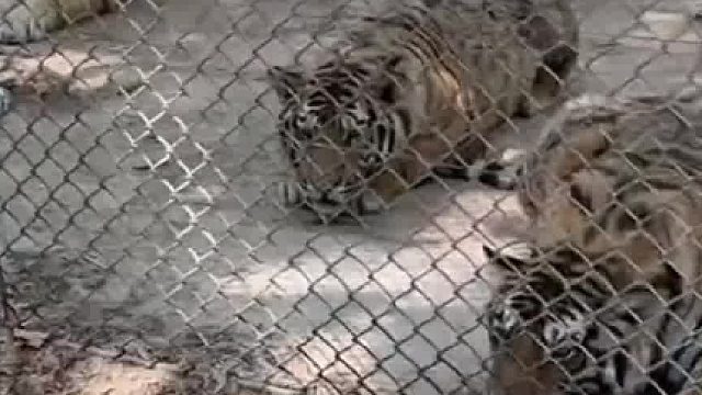 一定很香 虎视眈眈