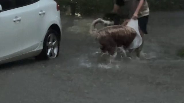 狗：我好像发现了好玩的