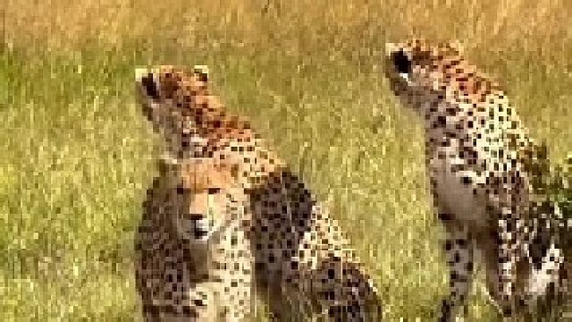 猎豹的生存非常艰难