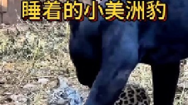 两只不同肤色的美洲豹幼崽，性格也截然不同