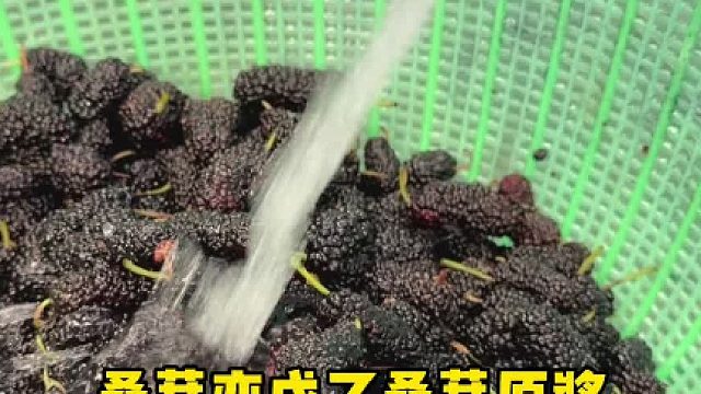 桑葚去核打浆机全套桑葚酱加工设备桑葚膏加工设备桑葚浆生产设备