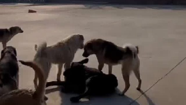 老大教训小弟，黑背溜须拍马来帮忙，老大制止“立显领导风范”