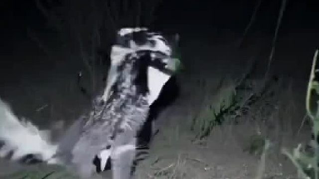 这是什么动物有点稀奇