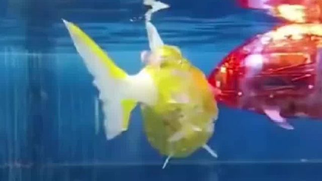 只用换水，不会被养死，非常省事！