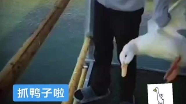 把大鹅扔进鳄鱼池，下一秒大鹅玩爆鳄鱼完美逃脱，这是一把高端局