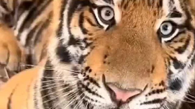 老虎咬坏饲养员快递，直接拿拖鞋拍虎头，网友：你以为它是猫呀！