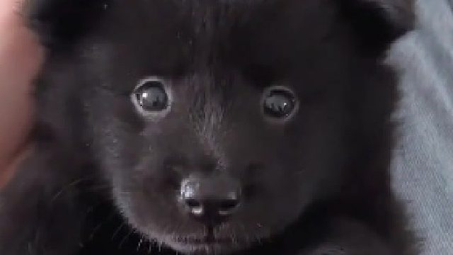 好想拥有一个会表演的幼崽！！！