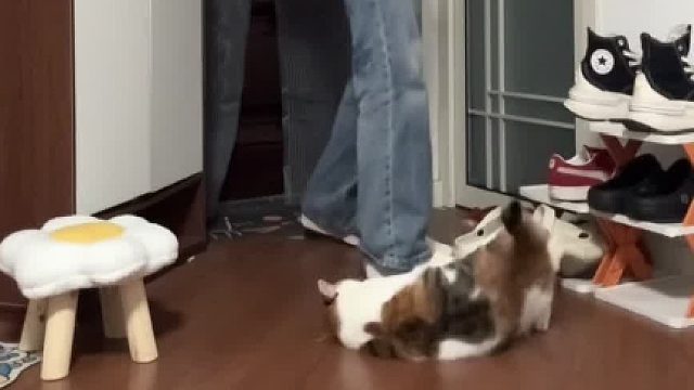 假装回家找不到小猫