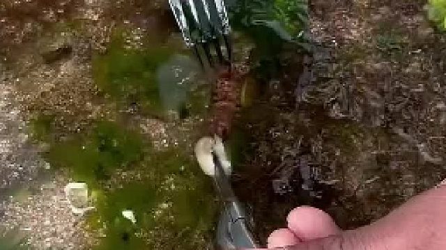 你有抓过博比特虫吗