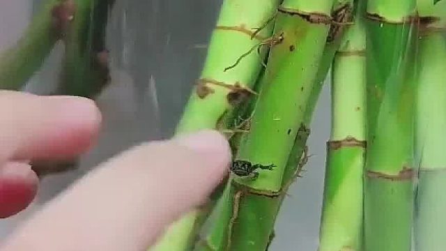 一个多月之前买了个小蝌蚪，放在竹子里面养着，早已忘记，偶然看到已变成小青蛙，养的活物里面唯一一个幸存