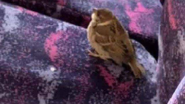 嗯？怎么还有一只小胖鸟在车上，你逃票是不是，啊哈哈哈