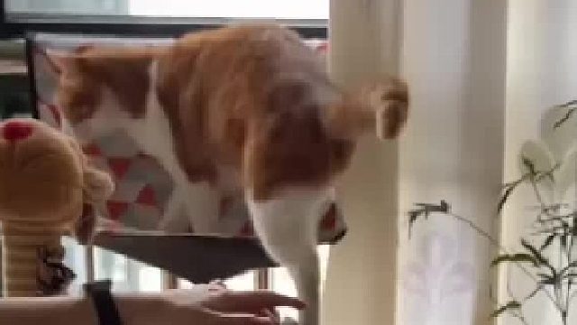 猫：“开庭的时候带上你那破琴……”