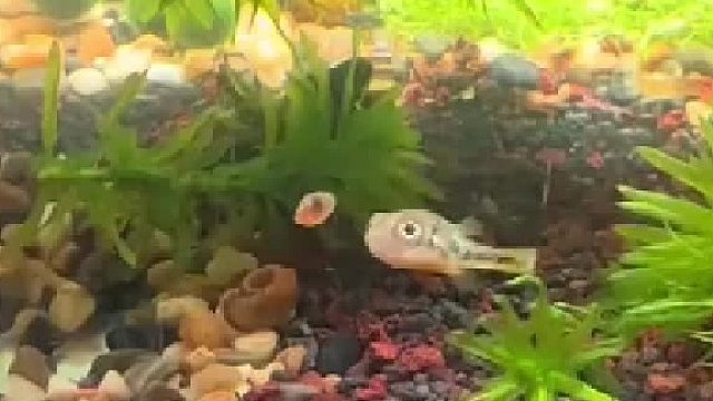 这小家伙，太萌啦