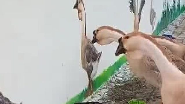 画着画着突然来了一群特别的观众，谁帮我翻译一下？它们在说什么？