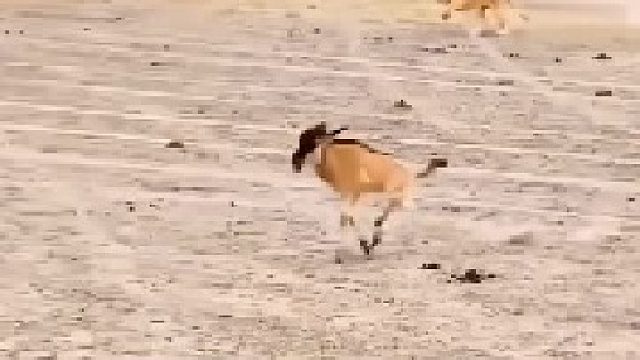 母狮正在狩猎小角马，无助的小角马边喊边跑