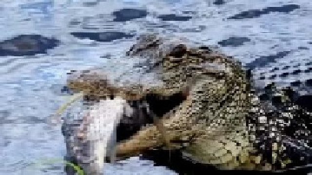 鳄鱼嘴里叼着一条小鱼，正在大口往下吞咽