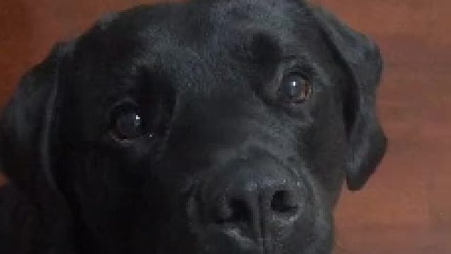 狗叫的汽车声，比汽车还真