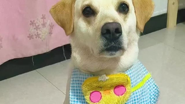 狗狗到底能不能听懂说话？