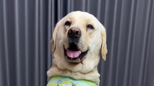 不就是两个肉串吗、这狗真爱生气