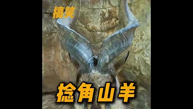 捻角山羊虽然我现在脑瓜子嗡嗡的