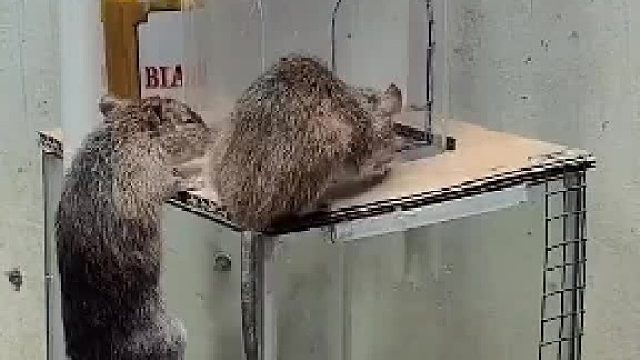 老鼠要是这么傻，早就灭绝了