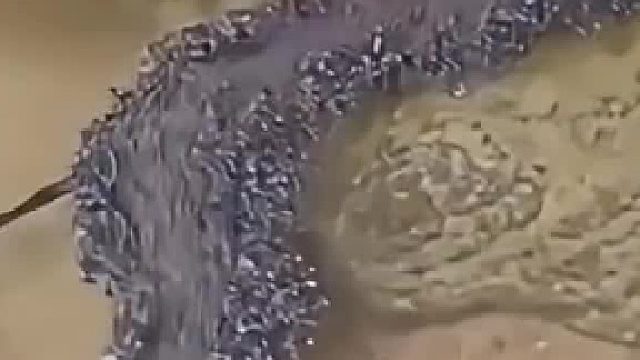 蚂蚁们用身体在水上建桥，太神奇了