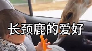 長頸鹿的愛好