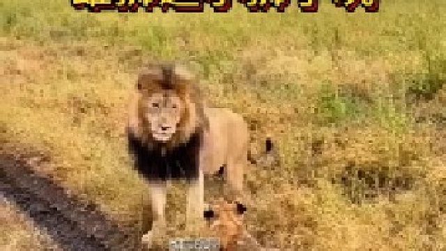 小狮子正在路上走着，雄狮突然蹦了出来，给小狮子吓一跳