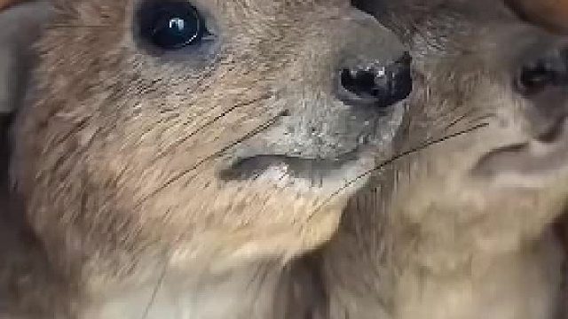 妈妈护孩子，直接骂人了，你们能听懂什么意思吗？