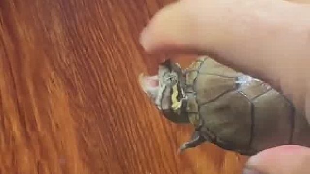 这龟不讲武德！