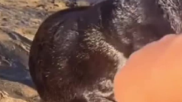 无意义海豹视频