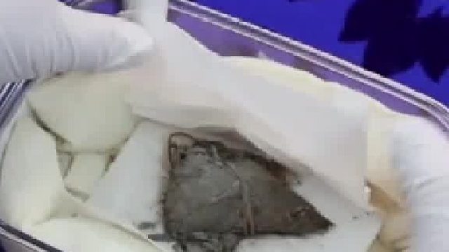 900年前的粽子长啥样？