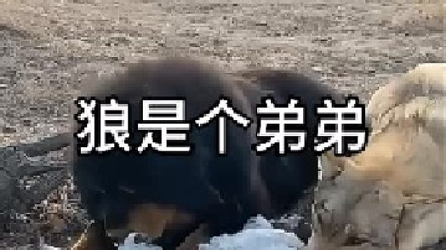 狼是个弟弟