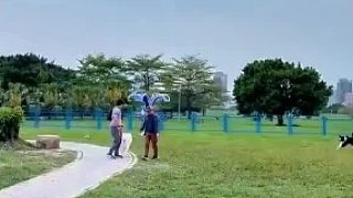 周末帶薩摩耶在公園遛彎碰見邊牧和柯基網(wǎng)友：遛狗不牽繩的該入刑
