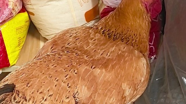 咕咕鸡吃自助餐
