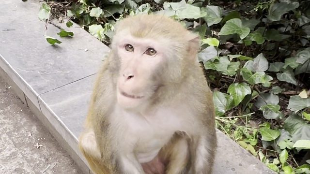 兽医猴哥经得起考验