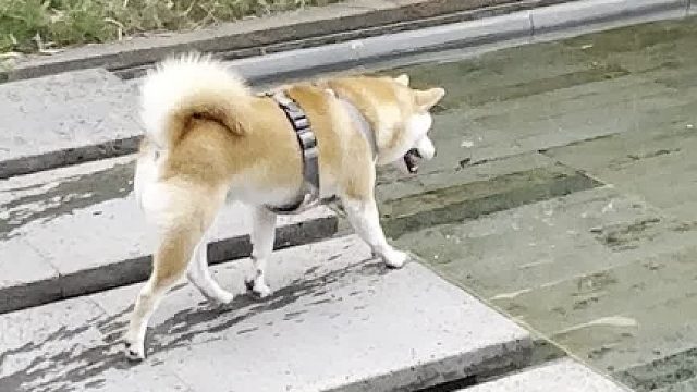 狗子在尴尬的时候也会装作很忙