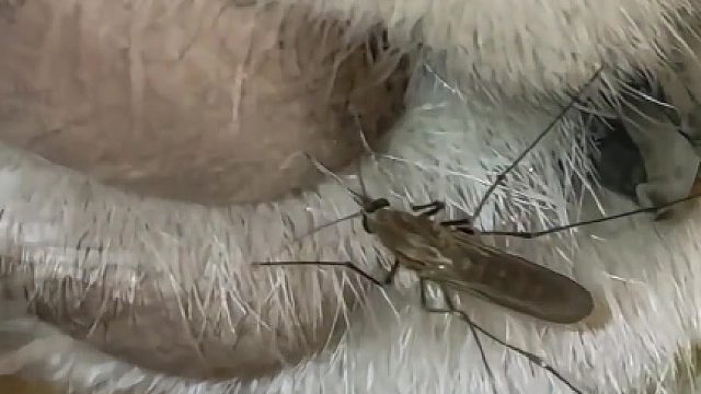 蚊子：完全找不到下嘴的地方