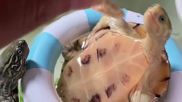 给龟脑袋砸晕了