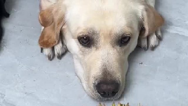 狗：真当我好欺负了？