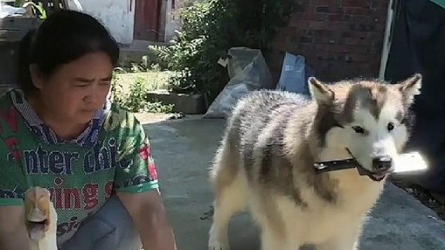 狗子：爱鹅的原生家庭一点也待不下了