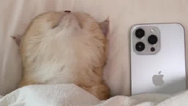 每天早上起床时的我…太真实了！