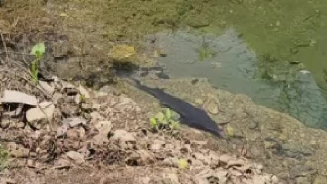 河边发现一条鱼，不知道是什么鱼，男子一直犹豫捉不捉